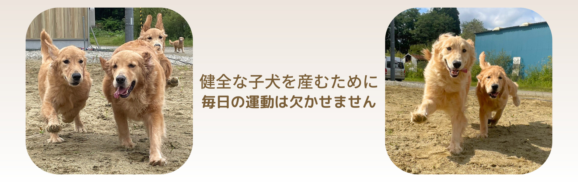 健全な子犬を産むために、毎日の運動は欠かせません