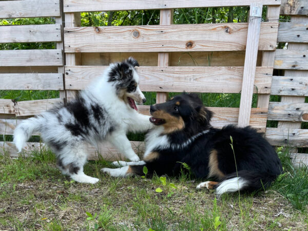 シェルティー　ピーターくんとユキちゃんは仲良しです。二人で楽しく遊びました。