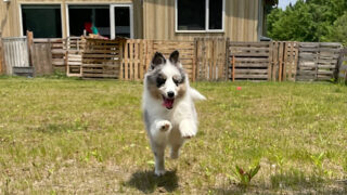 シェルティー　ピーターくんとユキちゃんは仲良しです。
