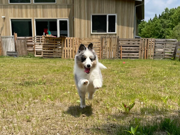 シェルティー　ピーターくんとユキちゃんは仲良しです。二人で楽しく遊びました。