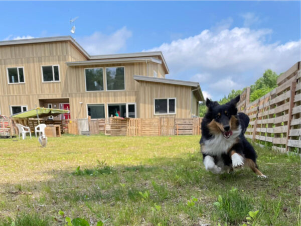 シェルティー　ピーターくんとユキちゃんは仲良しです。二人で楽しく遊びました。