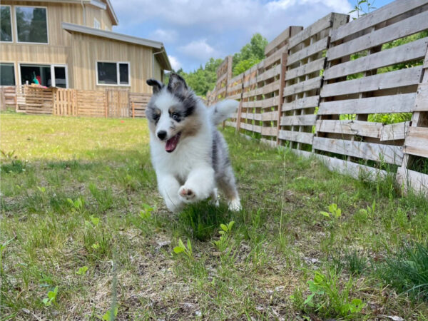 シェルティー　ピーターくんとユキちゃんは仲良しです。二人で楽しく遊びました。