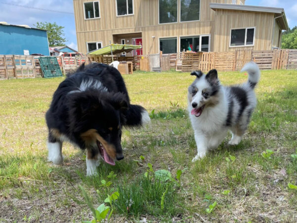 シェルティー　ピーターくんとユキちゃんは仲良しです。二人で楽しく遊びました。