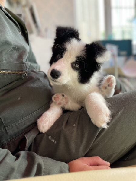 ボーダーコリー、男の子、ブラック&ホワイト、2023年02月28日産まれ