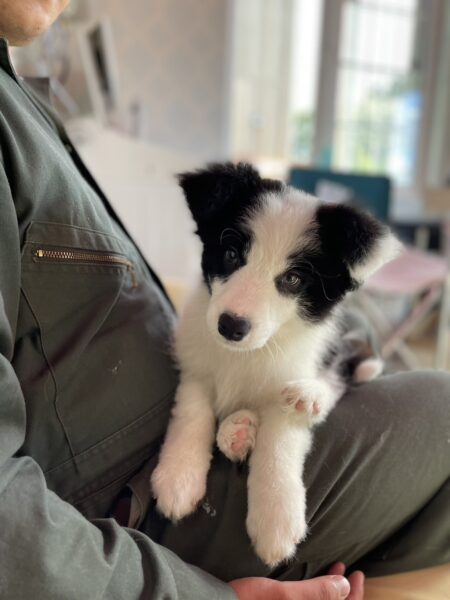 ボーダーコリー、男の子、ブラック&ホワイト、2023年02月28日産まれ