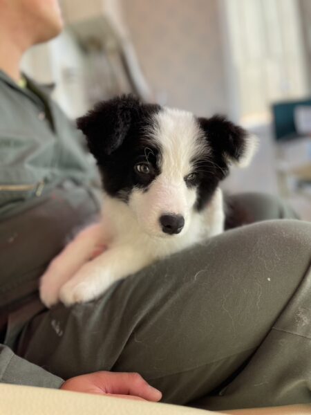 ボーダーコリー、男の子、ブラック&ホワイト、2023年02月28日産まれ