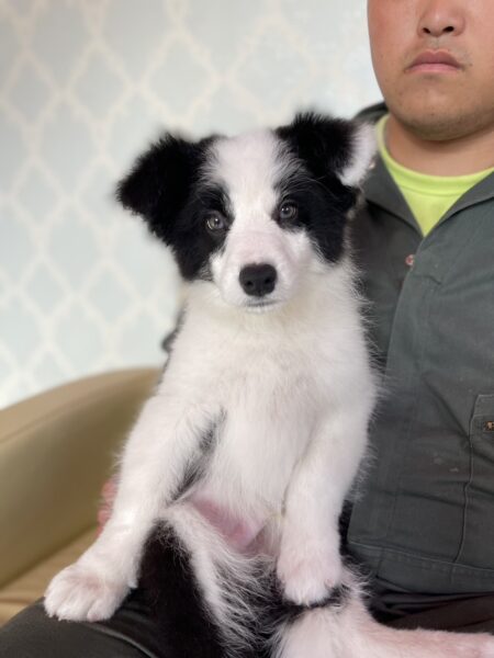 ボーダーコリー、男の子、ブラック&ホワイト、2023年02月28日産まれ