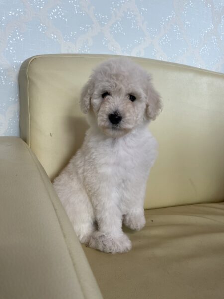 スタンダードプードル、女の子、ホワイト、2023年04月10日産まれ