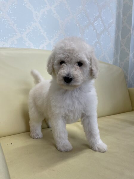 スタンダードプードル、女の子、ホワイト、2023年04月10日産まれ