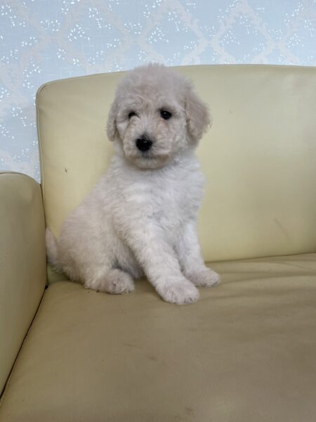 スタンダードプードル、女の子、ホワイト、2023年04月10日産まれ