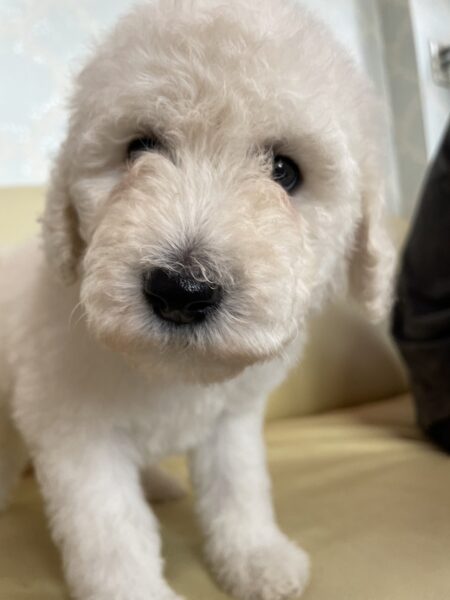 スタンダードプードル、女の子、ホワイト、2023年04月10日産まれ