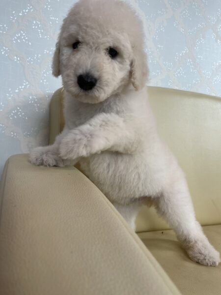 スタンダードプードル、男の子、ホワイト、2023年04月10日産まれ