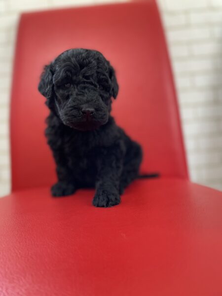 スタンダードプードル、女の子、ブラック、2023年04月10日産まれ