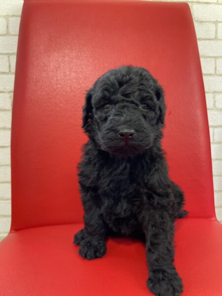 スタンダードプードル、女の子、ブラック、2023年04月10日産まれ