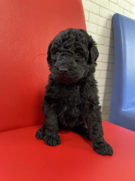 スタンダードプードル、女の子、ブラック、2023年04月10日産まれ