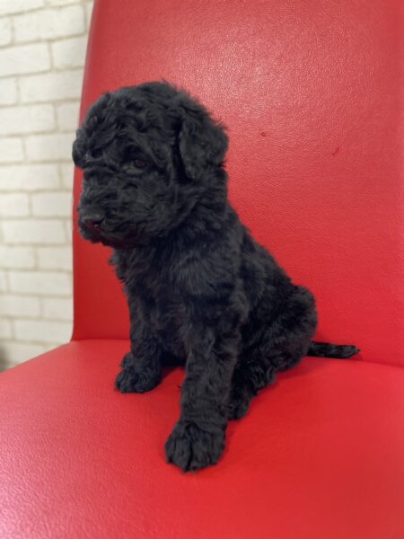 スタンダードプードル、女の子、ブラック、2023年04月10日産まれ