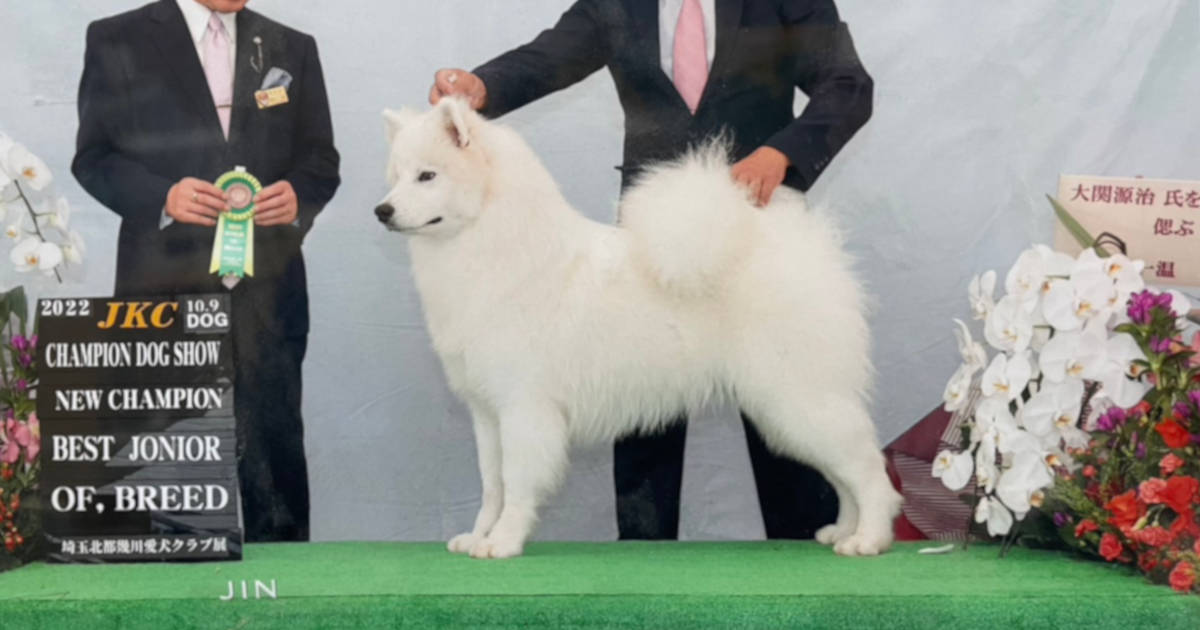 サモエド　オリバー