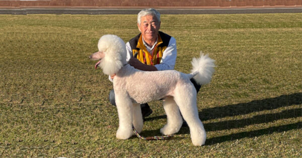 スタンダードプードル　ロイ