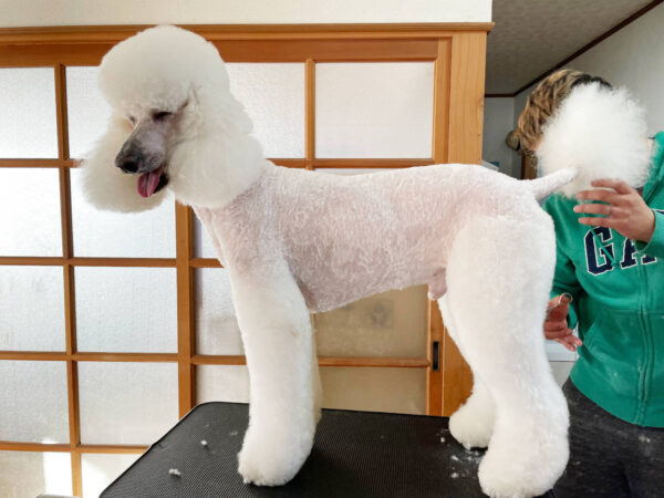 スタンダードプードル　ロイ（トリミング）