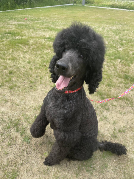 スタンダードプードル（スタンプー）、チェリーちゃん