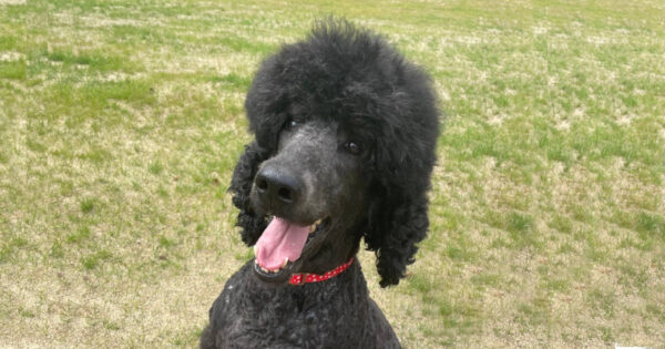 スタンダードプードル（スタンプー）、チェリーちゃん