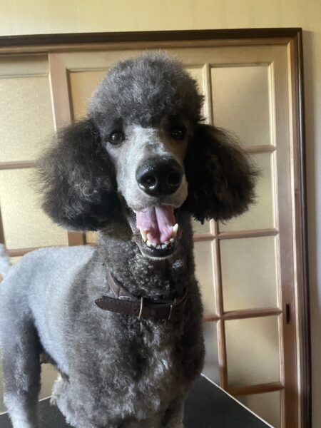 スタンダードプードル、エレナちゃん、女の子、シルバー