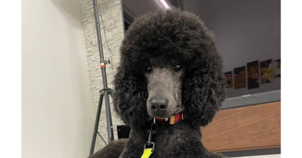 スタンダードプードル、エレナちゃん、女の子、シルバー