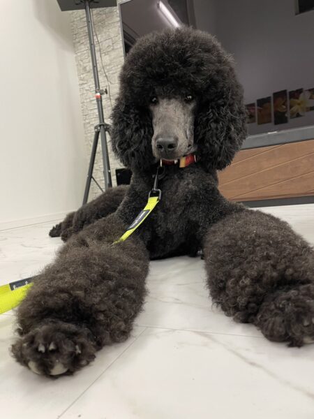 スタンダードプードル、エレナちゃん、女の子、シルバー