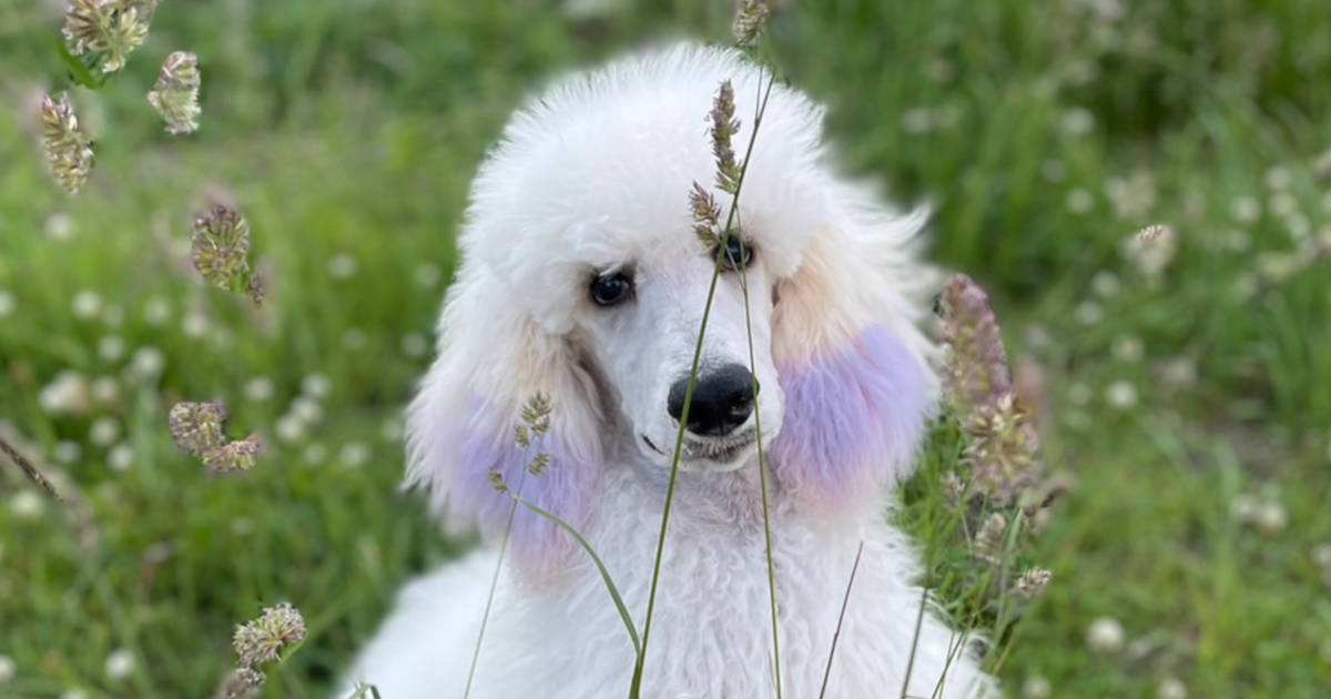 スタンダードプードル、男の子、ホワイト、マシュー