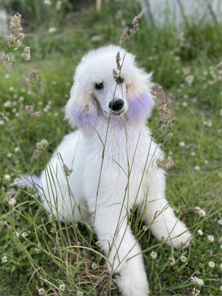 スタンダードプードル、男の子、ホワイト、マシュー