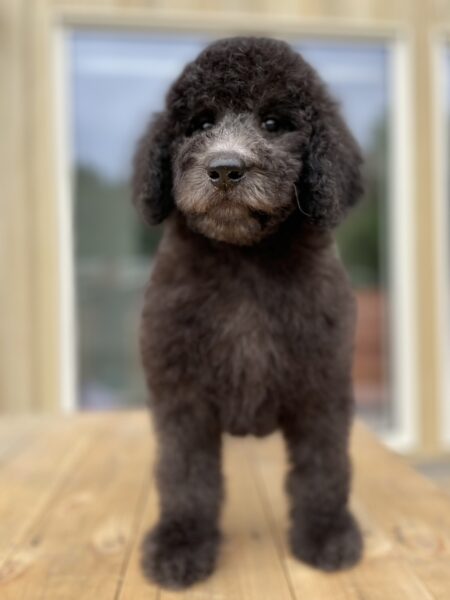 スタンダードプードル（スタンプー）子犬、シルバー、シャンプー＆トリミングしました。