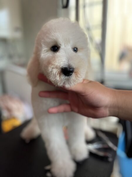 スタンダードプードル（スタンプー）子犬、ホワイト、シャンプー＆トリミングしました。