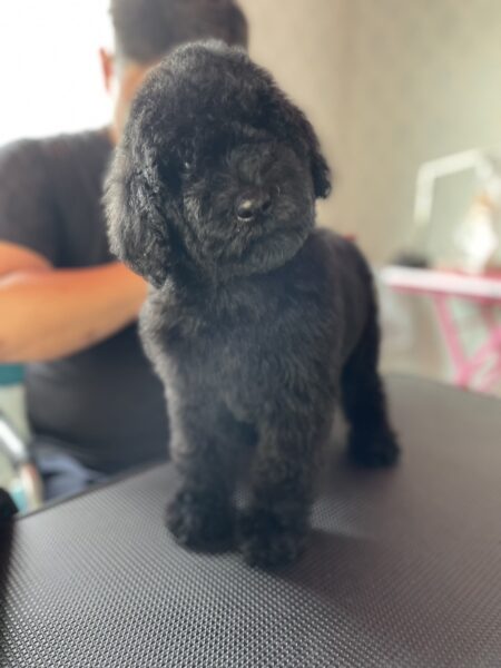 スタンダードプードル（スタンプー）子犬、ブラック、シャンプー＆トリミングしました。