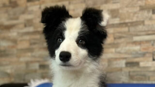 ボーダーコリー子犬情報