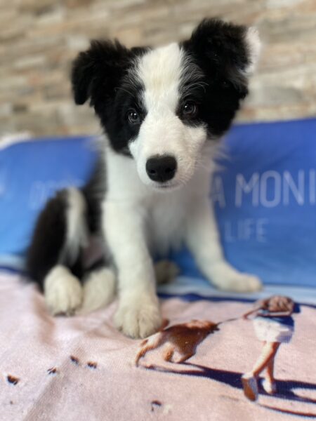 ボーダーコリー、男の子、ブラック&ホワイト2023年02月28日産まれ