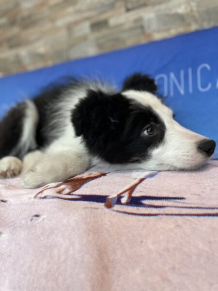 ボーダーコリー、男の子、ブラック&ホワイト2023年02月28日産まれ