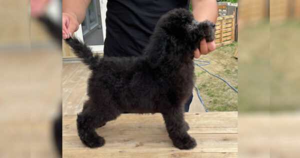 スタンダードプードル（スタンプー）メロディーちゃん