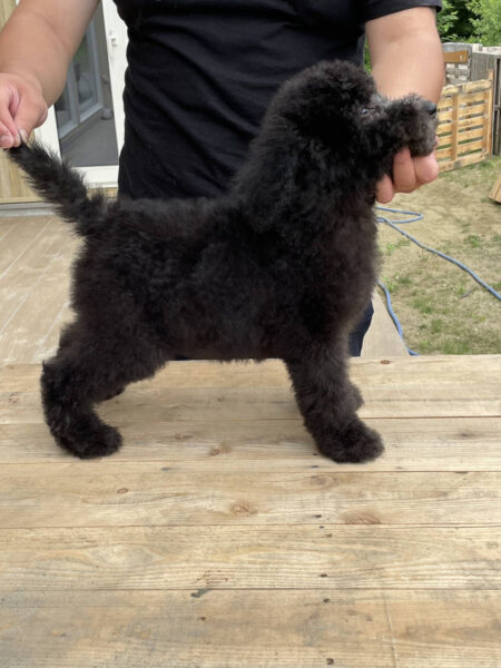 スタンダードプードル(スタンプー)メロディーちゃん
