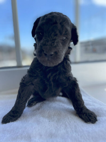 スタンダードプードル子犬(シルバー男の子1)