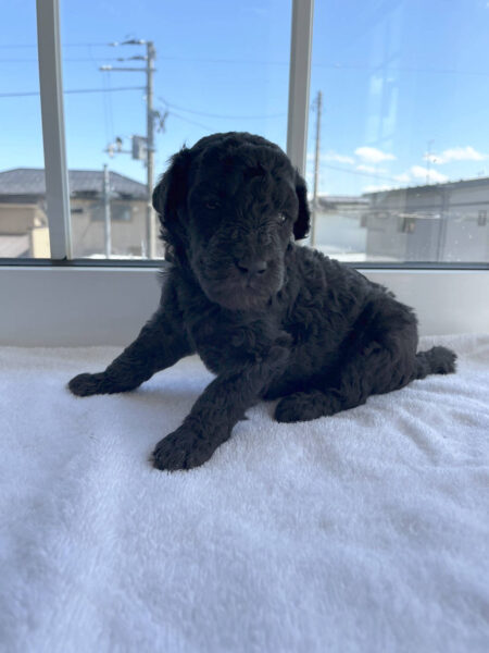 スタンダードプードル子犬(シルバー男の子1)