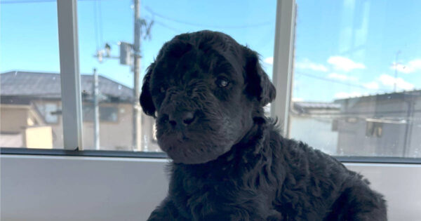 スタンダードプードル子犬（シルバー男の子1）サムネイル