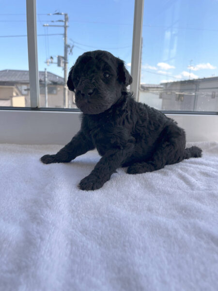 スタンダードプードル子犬(シルバー男の子1)