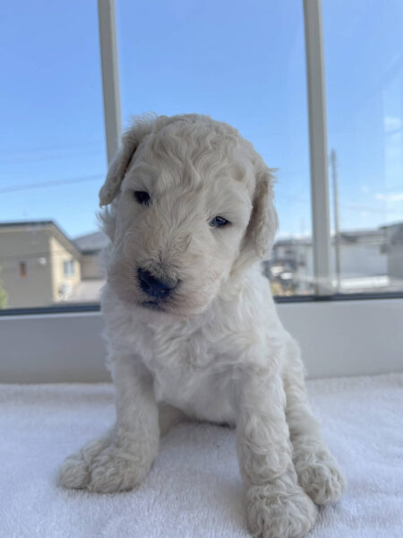 スタンダードプードル子犬（ホワイト、男の子）