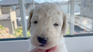 スタンダードプードル子犬販売（ミディアムが入ってる）