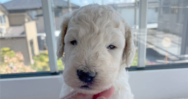 スタンダードプードル子犬（ホワイト、男の子）