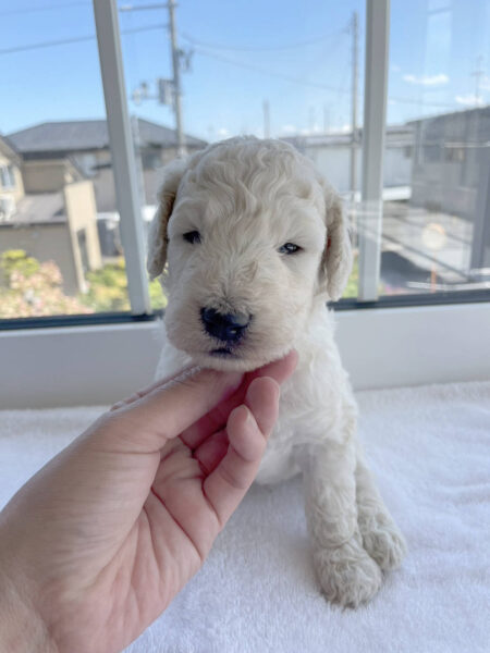 スタンダードプードル子犬（ホワイト、男の子）