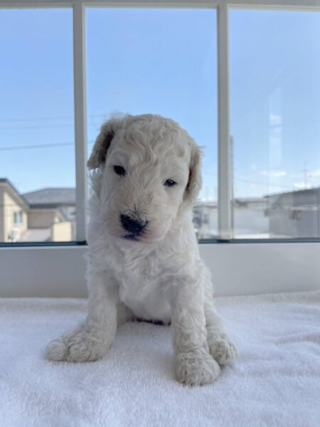 スタンダードプードル子犬（ホワイト、男の子）