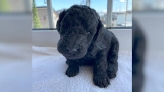 スタンダードプードル子犬販売（ミディアムが入ってる）