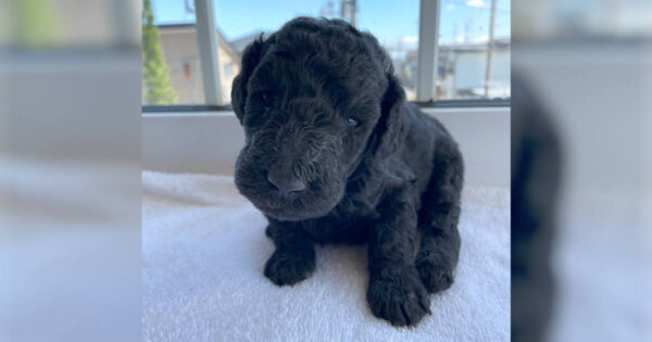 スタンダードプードル子犬（シルバー男の子2）