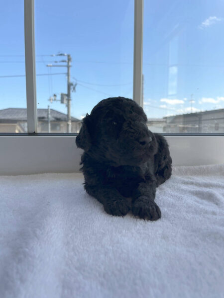 スタンダードプードル子犬（シルバー男の子2）